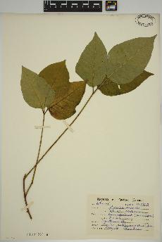 spécimen de Rhus radicans