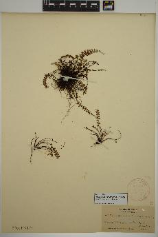 spécimen de Asplenium trichomanes