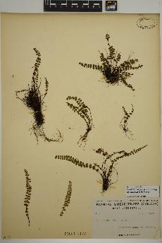 spécimen de Asplenium trichomanes