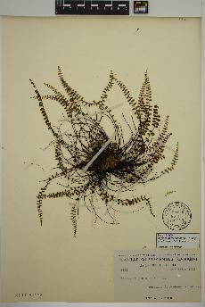 spécimen de Asplenium trichomanes