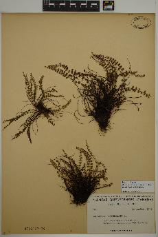 spécimen de Asplenium trichomanes