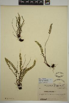 spécimen de Asplenium trichomanes