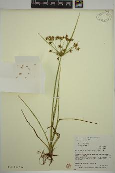 spécimen de Cyperus dentatus