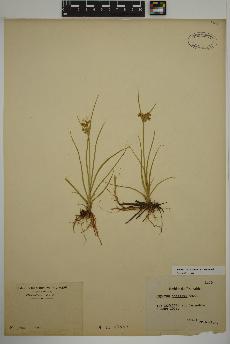 spécimen de Cyperus dentatus