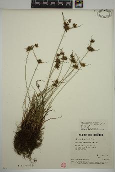 spécimen de Cyperus houghtonii