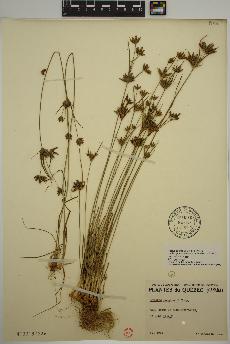 spécimen de Cyperus houghtonii