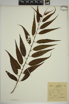 spécimen de Salix nigra