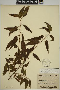 spécimen de Salix amygdaloides