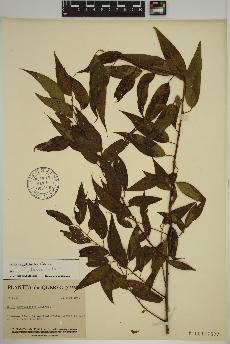 spécimen de Salix amygdaloides