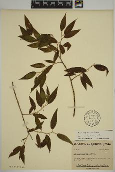 spécimen de Salix amygdaloides