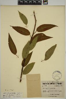 spécimen de Salix amygdaloides