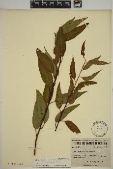 spécimen de Salix amygdaloides