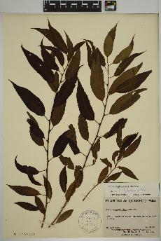 spécimen de Salix amygdaloides