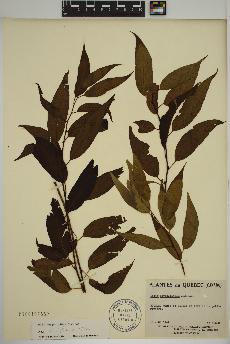 spécimen de Salix amygdaloides