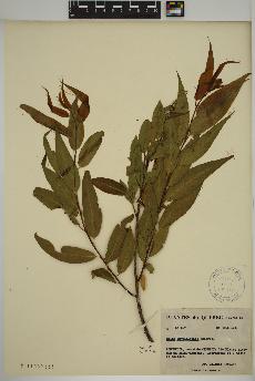 spécimen de Salix amygdaloides