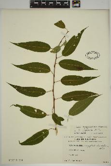 spécimen de Salix amygdaloides