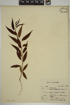 spécimen de Salix amygdaloides