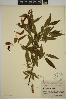 spécimen de Salix amygdaloides