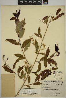 spécimen de Salix amygdaloides