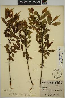 spécimen de Salix amygdaloides