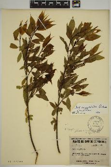 spécimen de Salix amygdaloides