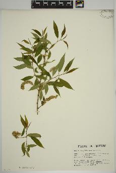 spécimen de Salix amygdaloides