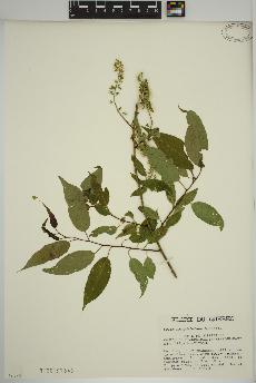 spécimen de Salix amygdaloides