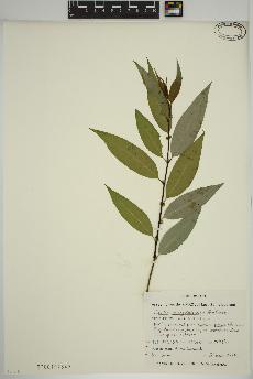 spécimen de Salix amygdaloides