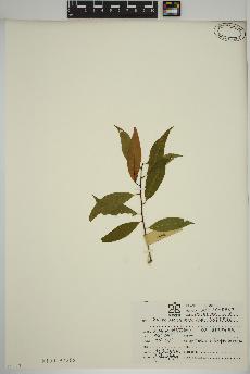 spécimen de Salix amygdaloides