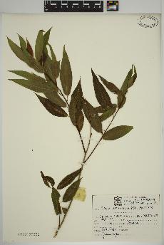 spécimen de Salix amygdaloides