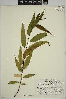 spécimen de Salix amygdaloides