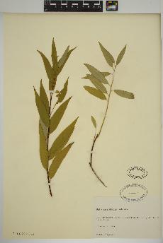 spécimen de Salix amygdaloides