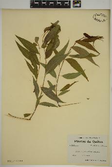 spécimen de Salix amygdaloides