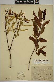 spécimen de Salix amygdaloides