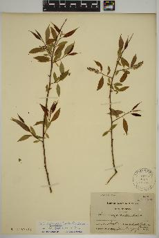 spécimen de Salix amygdaloides