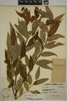 spécimen de Salix amygdaloides