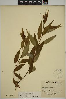 spécimen de Salix amygdaloides