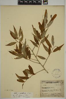 spécimen de Salix amygdaloides