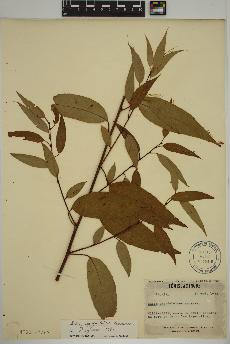 spécimen de Salix amygdaloides