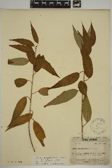 spécimen de Salix amygdaloides