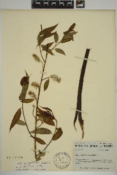 spécimen de Salix amygdaloides