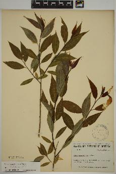 spécimen de Salix amygdaloides