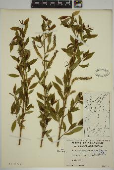 spécimen de Salix amygdaloides