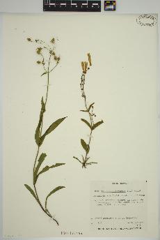 spécimen de Penstemon hirsutus