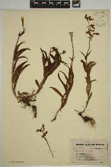 spécimen de Penstemon hirsutus