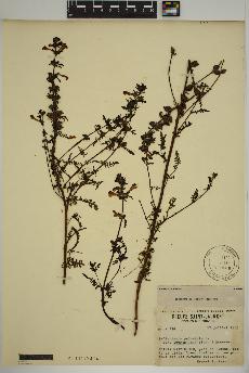 spécimen de Pedicularis palustris