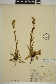 spécimen de Erigeron acris