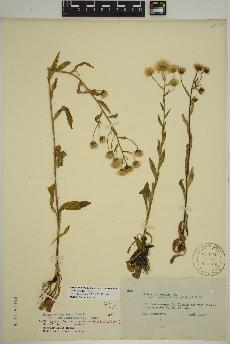 spécimen de Erigeron acris