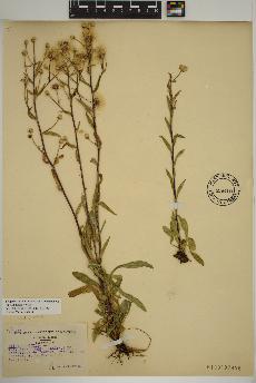 spécimen de Erigeron acris