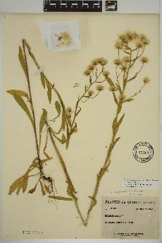 spécimen de Erigeron acris